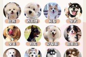 柯基狗的特点与魅力（探寻柯基狗的个性、外貌和智商）
