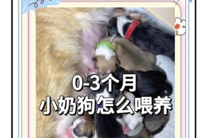 宠物狗的刚满月注意事项（为了宠物狗的健康和幸福，这些你一定要知道！）