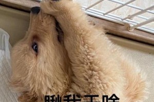 如何养成最贵金毛？（揭秘118万金毛背后的养成秘籍）