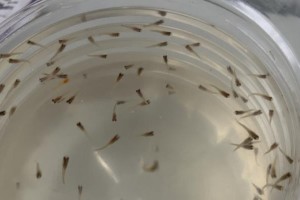 孔雀鱼的水质要求及喜好（孔雀鱼的理想水质条件与最佳生活环境）