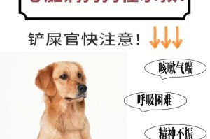 购买金毛狗狗的注意事项（如何选择适合的金毛狗狗作为宠物伴侣）