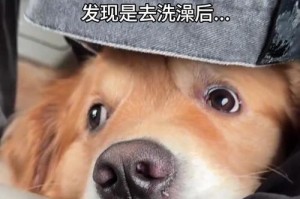 揭秘为什么狗怕洗澡？（探究狗狗对洗澡的畏惧心理及解决方法）