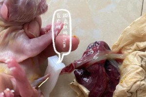 猫咪怀孕要生小宝宝了，主人应该如何接生？（猫咪分娩需要的准备和注意事项）