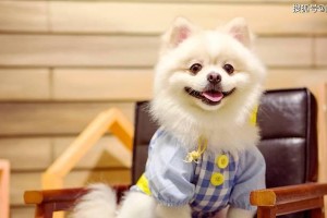 为什么越来越多的人选择养“博美犬”？（揭开养博美犬的7个真相，了解它的魅力所在）