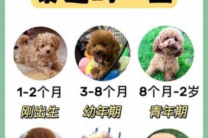 泰迪怀孕期间奶水出现的时间及注意事项（泰迪犬哺乳期的关键时期及饲养技巧）