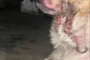 拉布拉多洗澡的最佳频率（了解拉布拉多洗澡的时间间隔和注意事项）