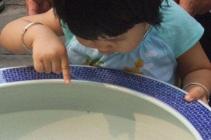 刚出生的小鱼苗何时应该更换水？（合适的换水时机和操作方法）