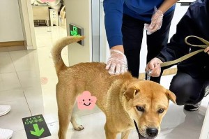 狗狗身上一圈小黑点的原因揭秘（探究狗狗身上小黑点的形成和可能的健康问题）