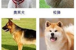 养黑贝的适宜环境和疾病防治与饮食搭配（全方位了解黑贝的养殖需求及其健康保障）