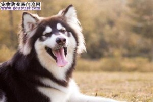 如何养护阿拉斯加雪橇犬？让它健康快乐成长