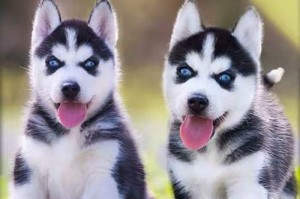 探索大型犬宠物狗的魅力与责任（大型犬宠物狗的特点、培养和适应环境）