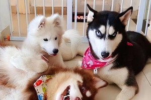 萨摩寿命究竟有多长？（揭开萨摩寿命的神秘面纱）
