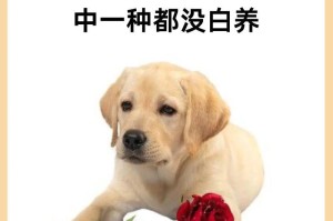 小狗认主时间的因素与过程（探究小狗与主人建立关系的时间和条件）