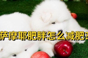 萨摩耶犬太胖？教你减肥的方法！（为你的萨摩耶犬恢复身材的减肥计划）