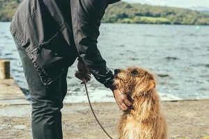 如何安全接近陌生犬只（掌握技巧避免危险，享受与宠物的互动）