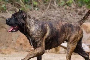 世界上最贵的狗——罗秦犬（揭开世界上最昂贵狗种的神秘面纱）