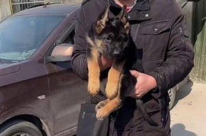 如何挑选德牧幼犬？（选纯种德牧的方法）