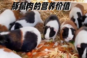 以荷兰猪能吃哪些生的菜为主题的饲养指南（了解荷兰猪的饮食喜好及合适的生菜种类，让你的宠物健康成长）