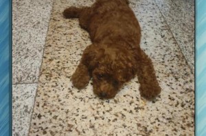 泰迪犬适应新环境需要多久？（探究泰迪犬适应新环境所需时间及影响因素）