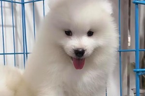 以萨摩吃药驱虫后多久可以吃狗粮？（探究以萨摩吃药驱虫后过渡至狗粮的时间与方法）