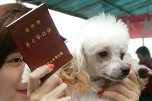 养狗手续详解（了解宠物狗的相关手续，为一段美好的陪伴做好准备）