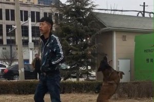狗狗为什么会直立行走？（探索狗狗直立行走的原因和意义）