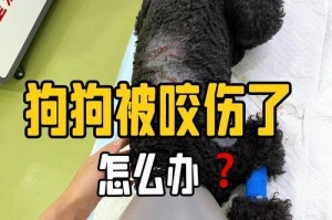 狗狗下完狗后多久能配？（了解配种时间对狗狗的健康和繁殖的重要性）