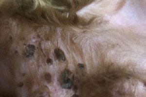 狗狗黑色素的保健之道（帮助狗狗保持健康黑色素的关键食物和方法）