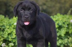 拉布拉多成年需要多久？（从幼犬到成年犬，拉布拉多需要经历的成长阶段及时间）