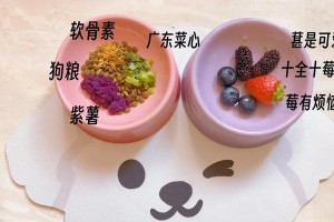 比熊的健康水果饮食（为你的比熊选择适合的水果）