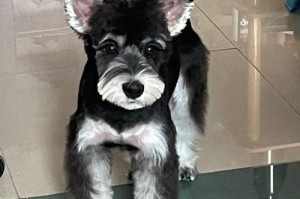了解雪纳瑞犬的特点与魅力（探索雪纳瑞犬的外貌、性格与护理需求）
