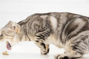 猫咪总是吐——揭秘背后的原因（探索猫咪为何频繁呕吐的奥秘）