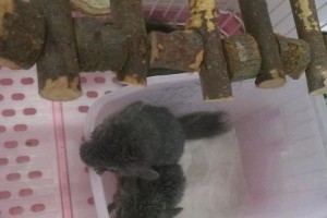 龙猫妈妈洗澡频率的正确选择（龙猫健康护理中的关键一环）