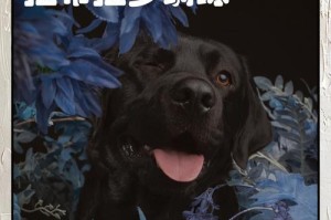 拉布拉多犬的成熟期和懂事时机（了解拉布拉多犬成长的关键时刻和训练重点）