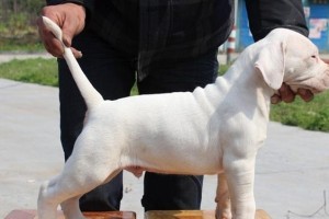 杜高犬拉稀的应对方法（如何处理杜高犬拉稀问题）
