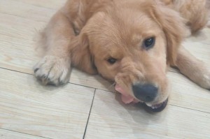 金毛狗狗的寿命究竟有多长？（探究金毛狗狗寿命的关键因素和如何延长它们的寿命）