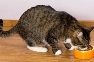 猫咪适合何时以干粮为主食？（探讨猫咪的成长阶段和健康需求，找到最佳喂养时间点）