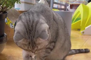 那些会欺负猫的动物（揭秘猫儿被欺负的主要施害者）