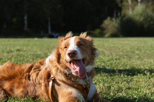 狗狗三针疫苗的重要性和保护范围（宠物狗疫苗接种是维护犬健康的关键，全方位保护从小开始）