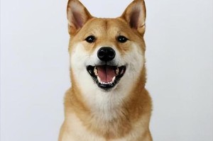 老人适合养什么狗？（以老人为主，选择适宜的狗品种）