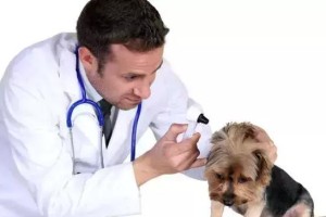幼犬体温的正常范围及与成年犬的比较（幼犬体温的变化规律和重要性）