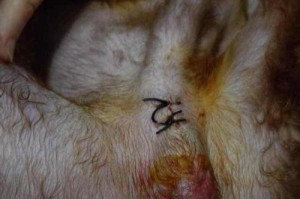 狗前列腺疾病的治愈时间及关键因素剖析（探寻狗前列腺疾病康复的关键因素及时长）