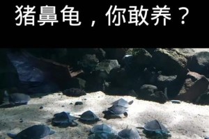初探猪鼻龟（了解猪鼻龟的特点及饲养要点，轻松成为合格养主）