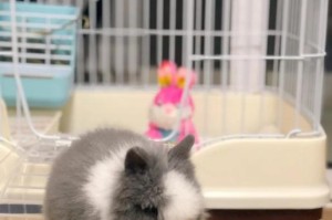 幼兔何时可以摸？（幼兔生长发育的关键期）