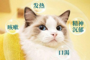 猫咪着凉打喷嚏用什么药？（教你正确治疗猫咪感冒）