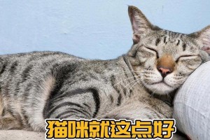 猫咪的梦乡——猫睡觉的地方（探秘猫咪最喜欢的睡觉地点）