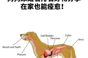狗狗几天不拉大便怎么办，会死吗？（了解狗狗不拉大便的原因及应对方法）