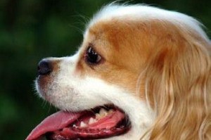 月龄狗狗喝什么？解析喂养症状及调理（了解月龄狗狗的喂养需求，让它健康成长）