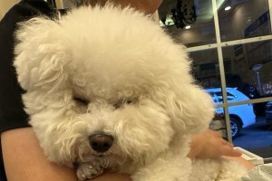 宠物绝育的重要性（为什么我们需要给宠物绝育？）