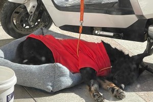 狗狗生病需要做哪些检查？（详解常见的狗狗疾病检查及注意事项）